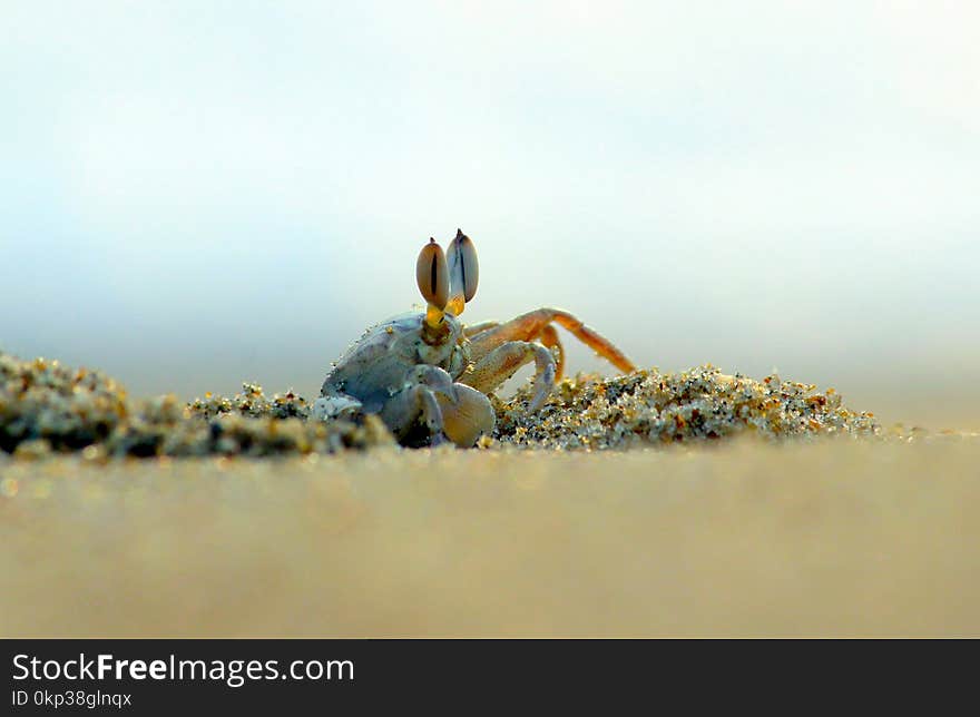 Crab In Close-up Photography