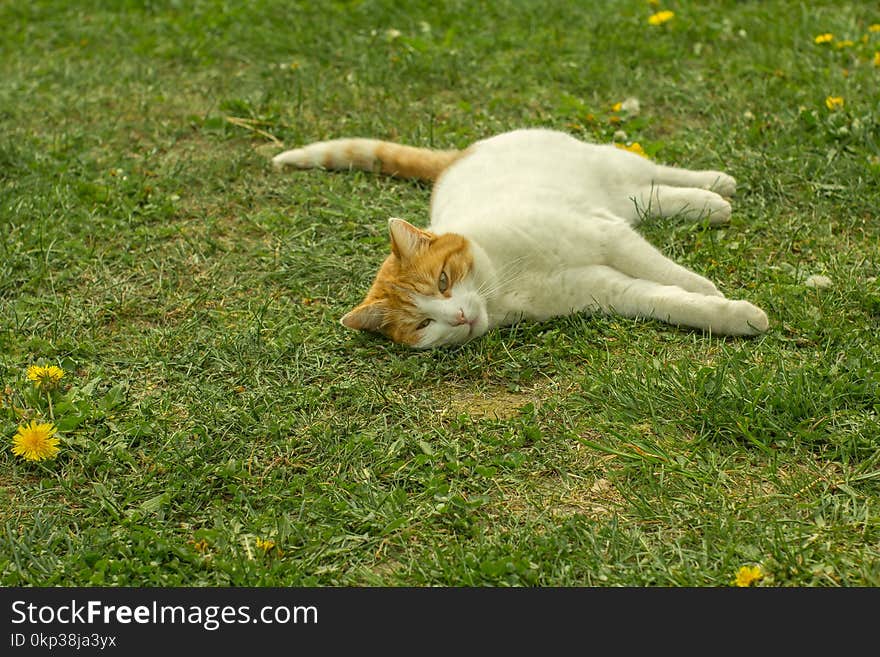 White and Orange Tabby Cat Lying on Grass