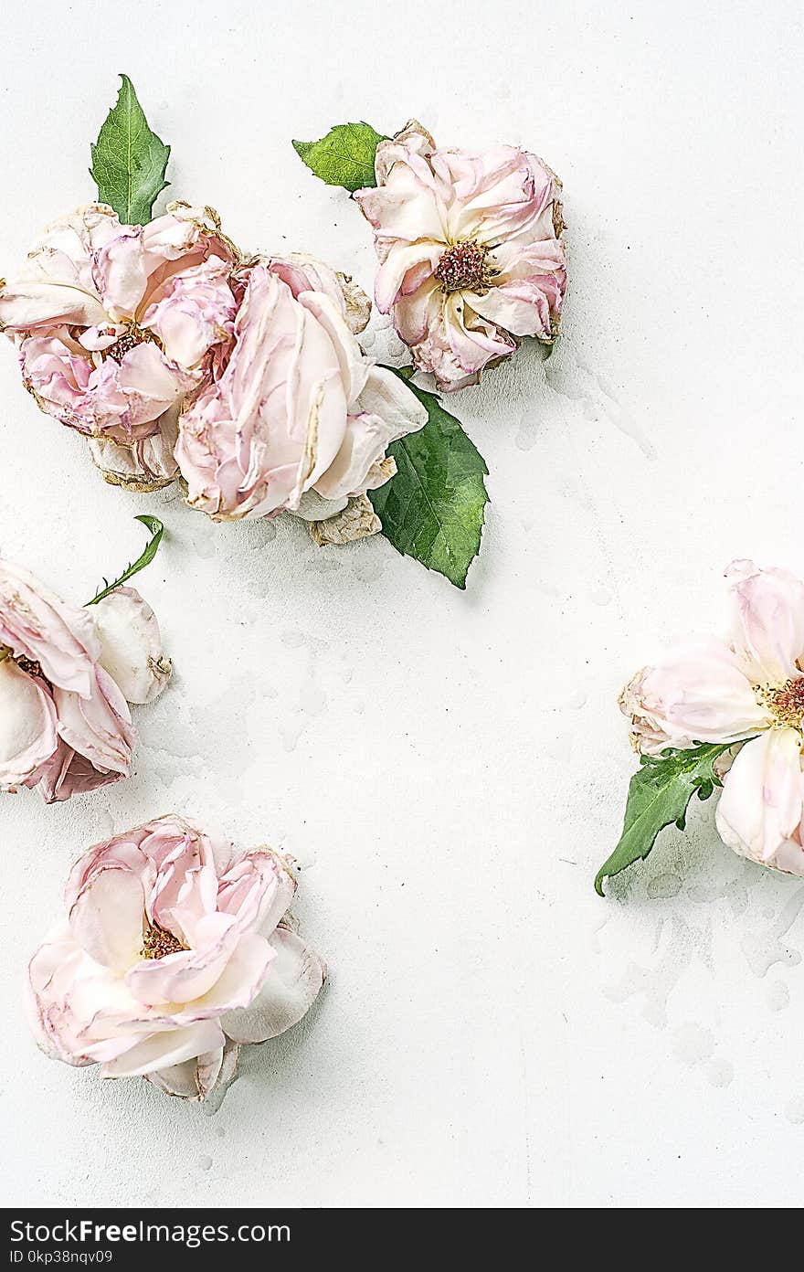 Dried Pink Flowers On White Surface