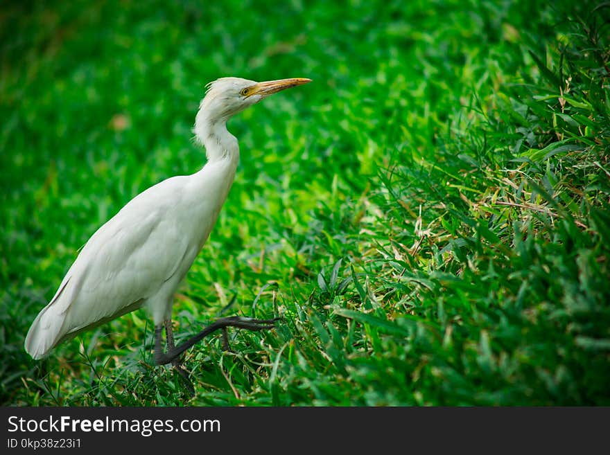 White Bird on Grass