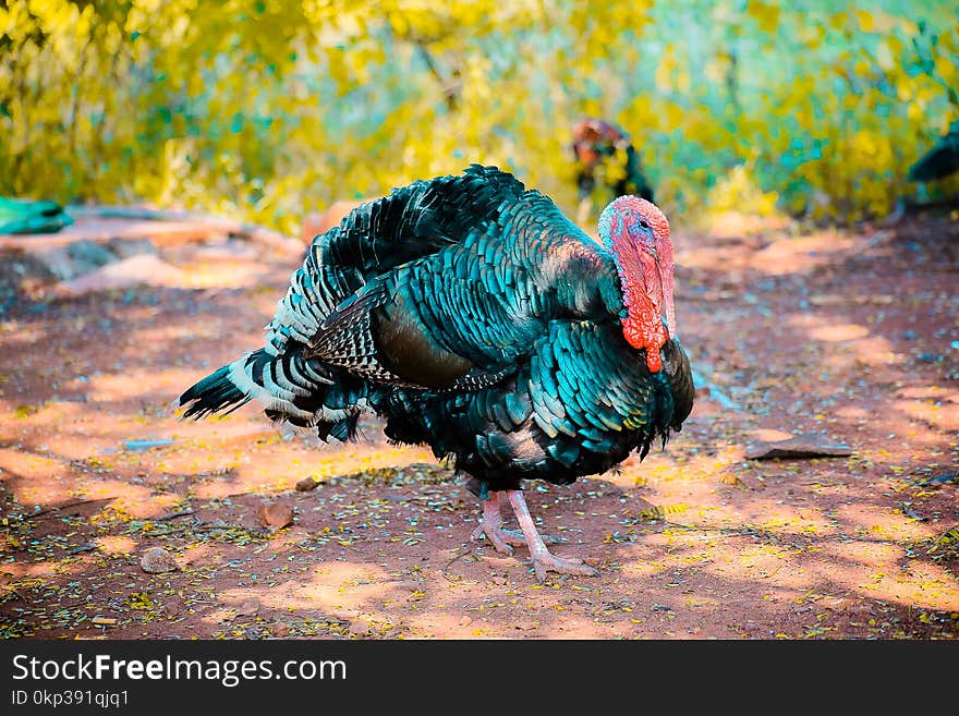 Two Black Turkeys