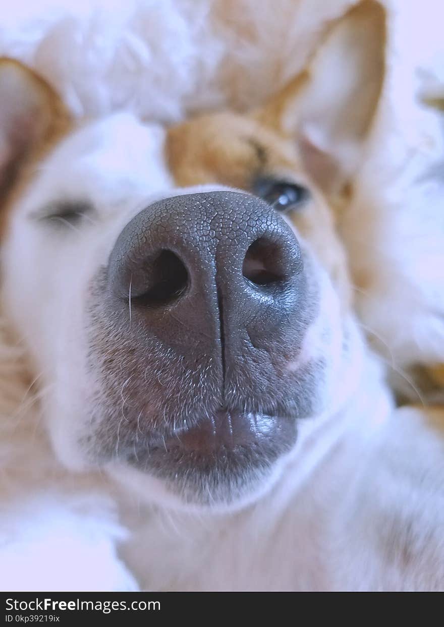 Close-Up Photography of a Dog&#x27;s Snout