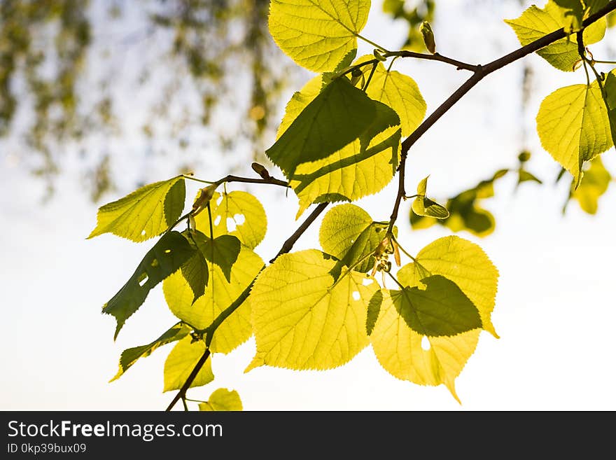 Green Leaf Tree Graphic Wallpaper