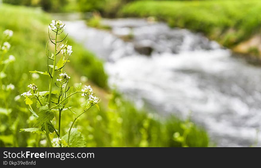 White Petaled Flowers Near the River Graphic Wallpaper