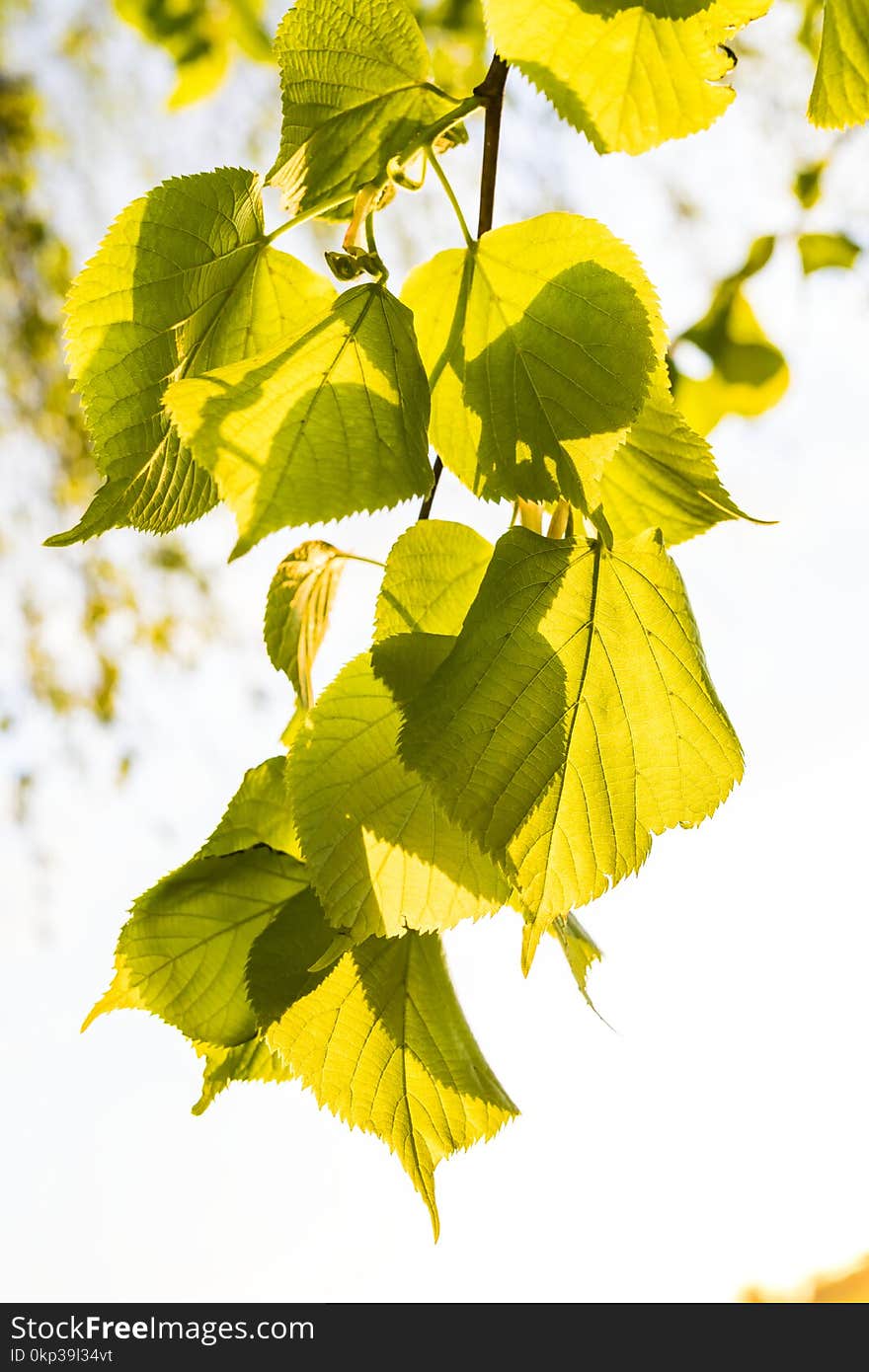 Selective Focus Photography of Green Leaves