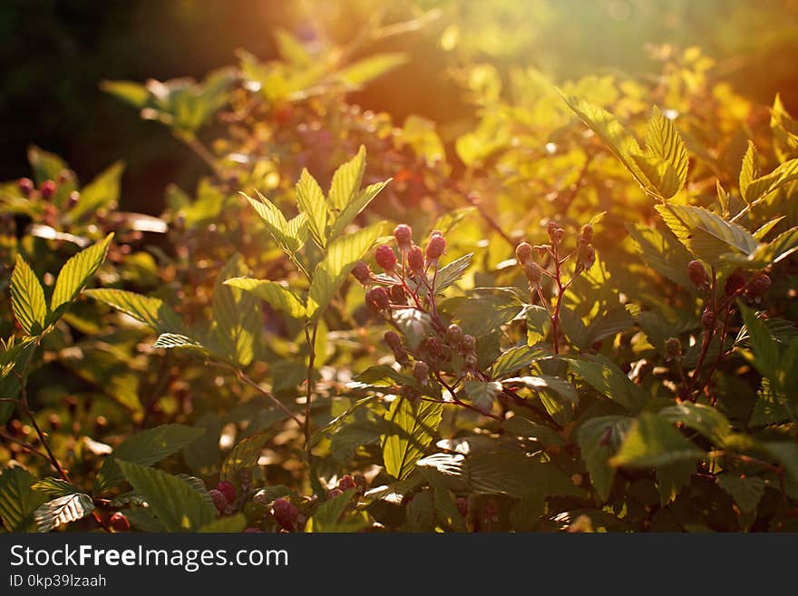 Selective Focus Photo of Shrub With Red Flower Buds