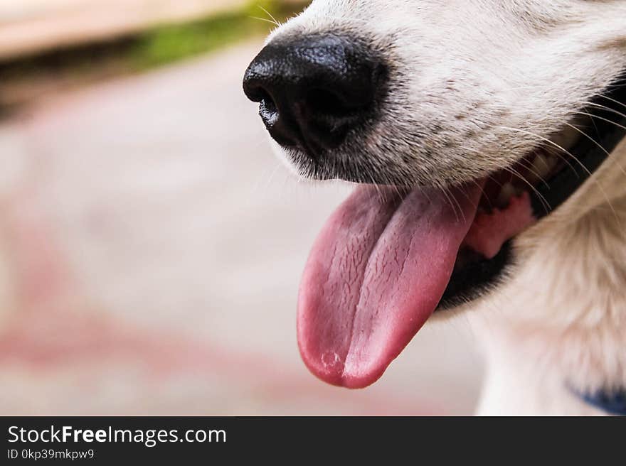 Closeup Photo of Dog Showing Tongue