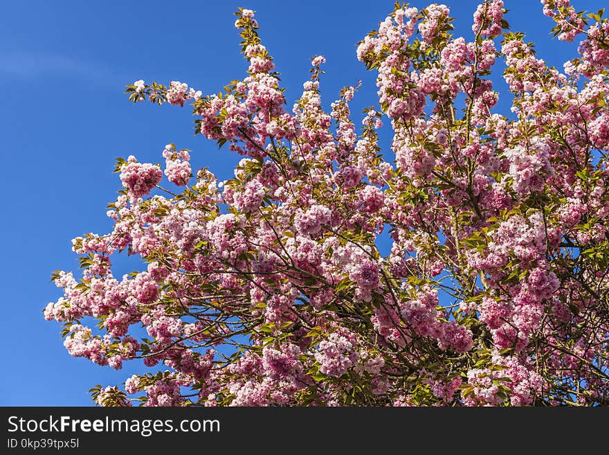 Pink Blossoms Under Blue Sky