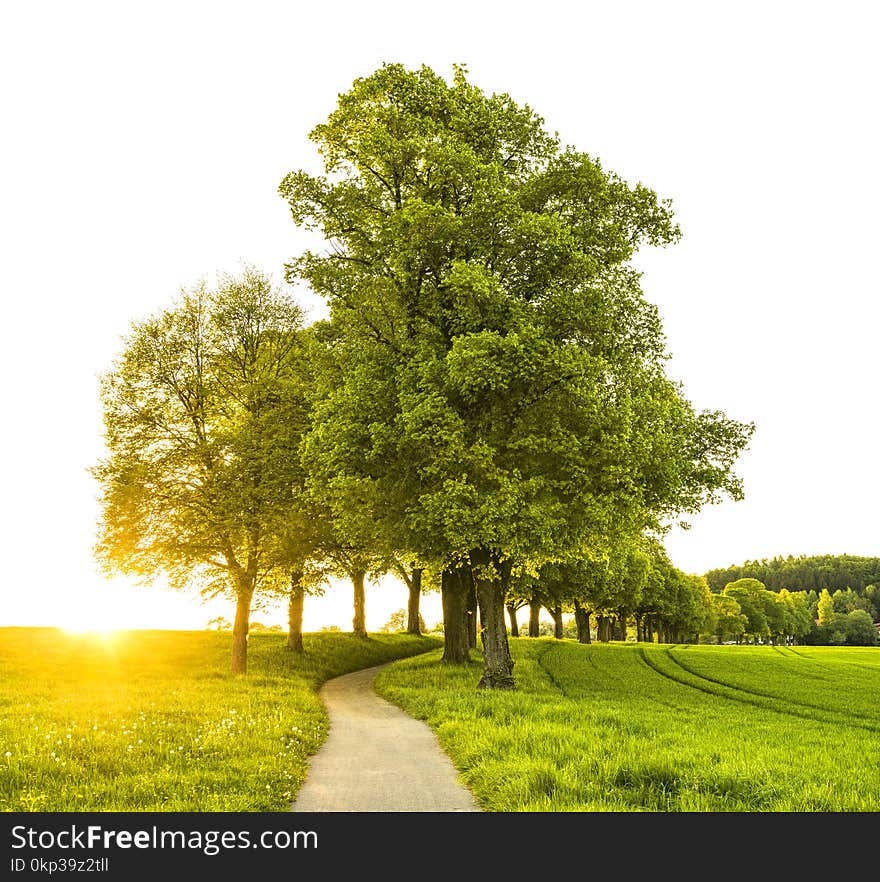 Trees With Pathway