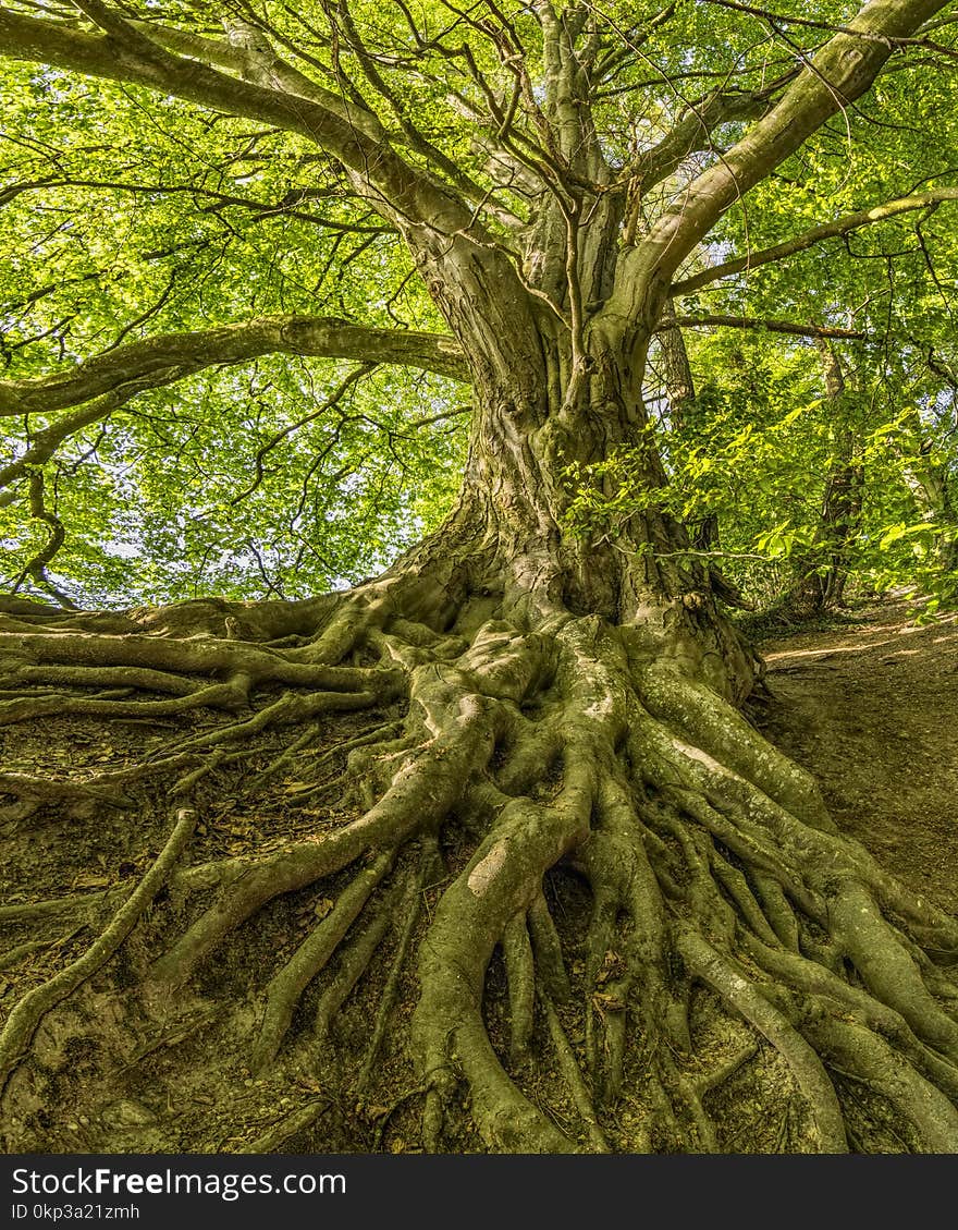 Green Tree Photo