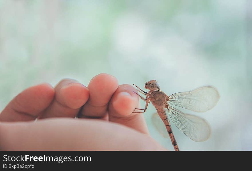 Brown Dragonfly on Human Left Pinky Finger