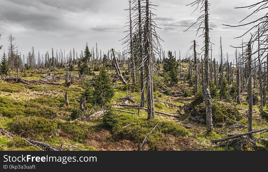 Pine Trees