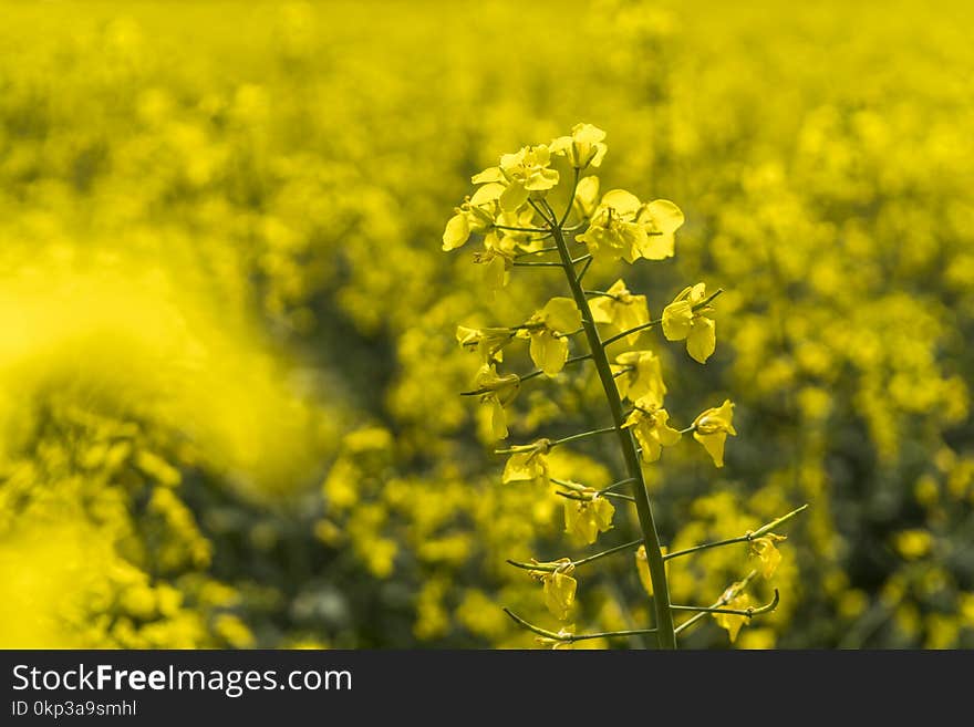 Yellow Petal Flowers