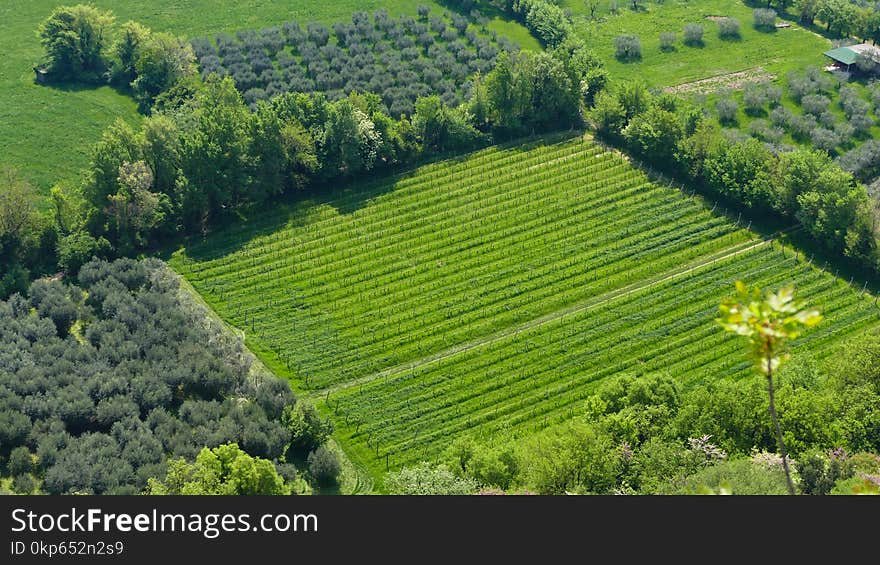 Agriculture, Vegetation, Grassland, Field