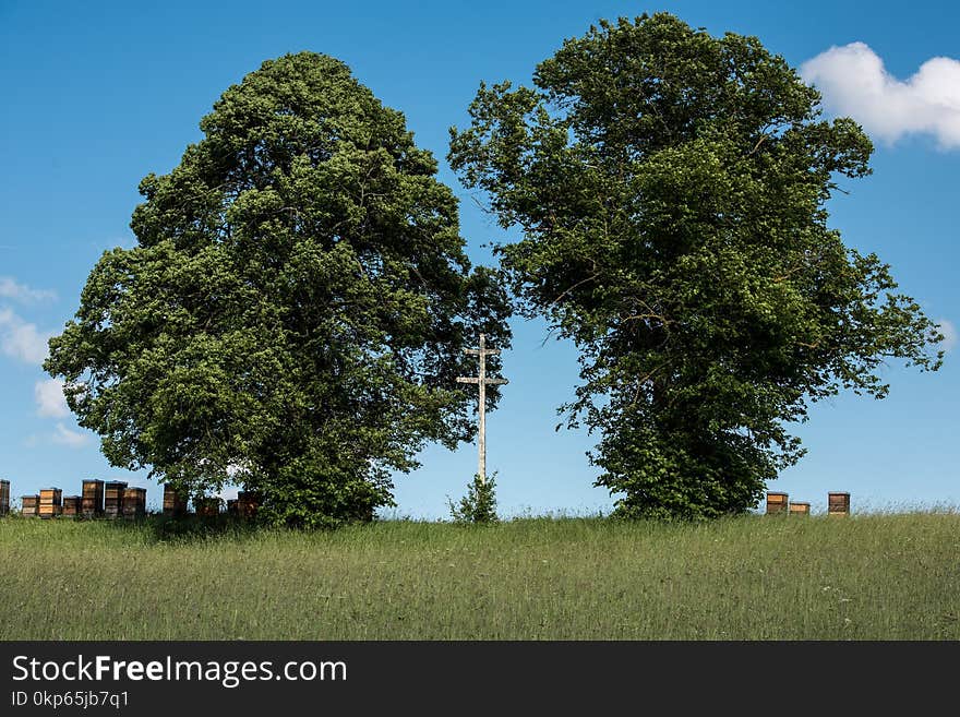 Tree, Sky, Woody Plant, Ecosystem