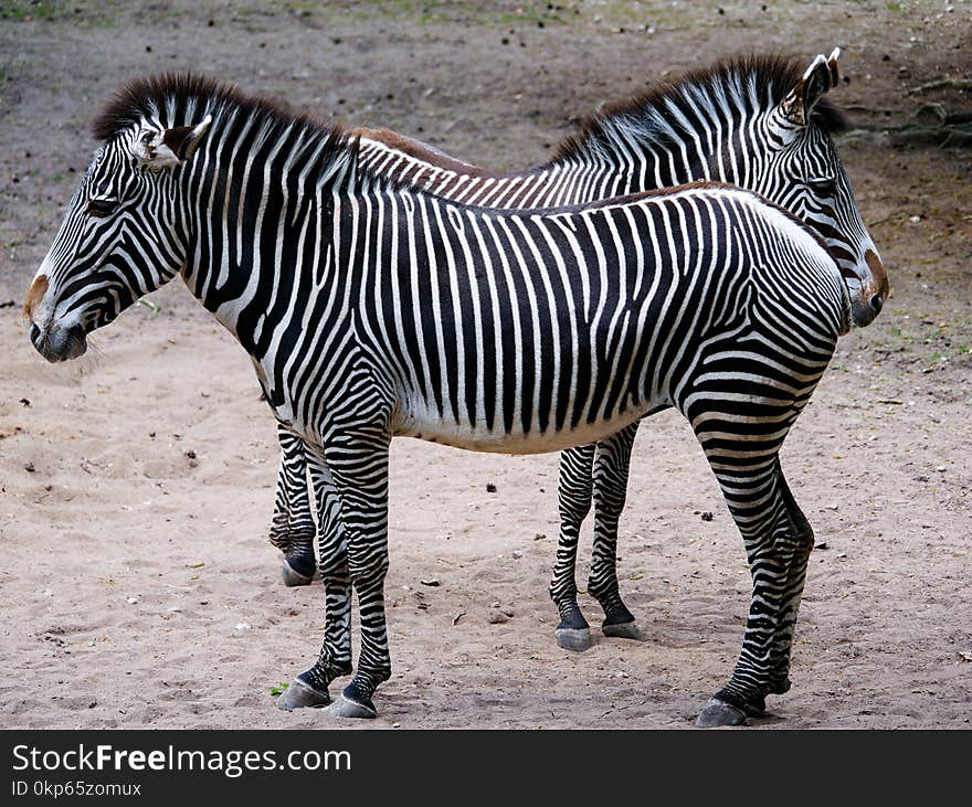 Zebra, Wildlife, Terrestrial Animal, Mammal