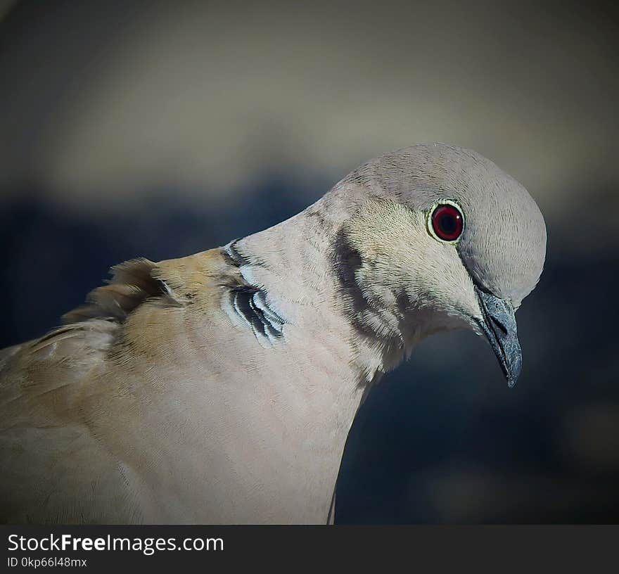 Bird, Beak, Fauna, Stock Dove