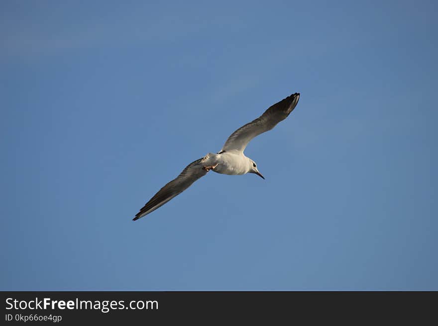 Bird, Sky, Beak, Seabird