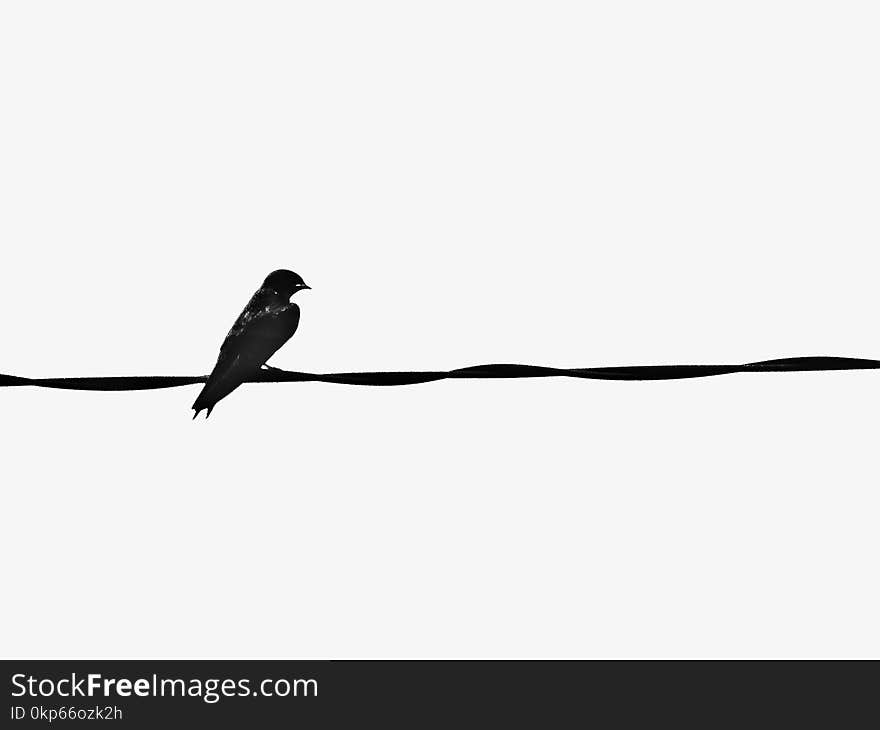 Bird, Black And White, Beak, Feather