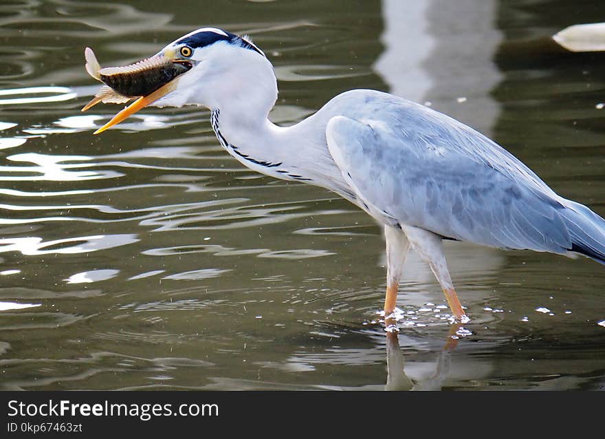 Bird, Beak, Heron, Fauna