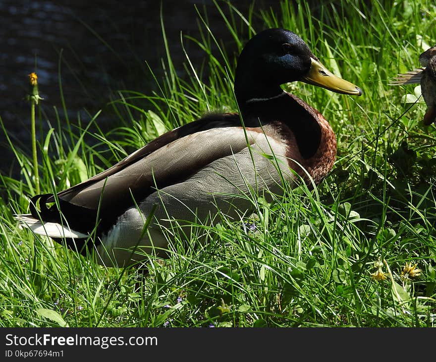 Bird, Duck, Fauna, Water Bird