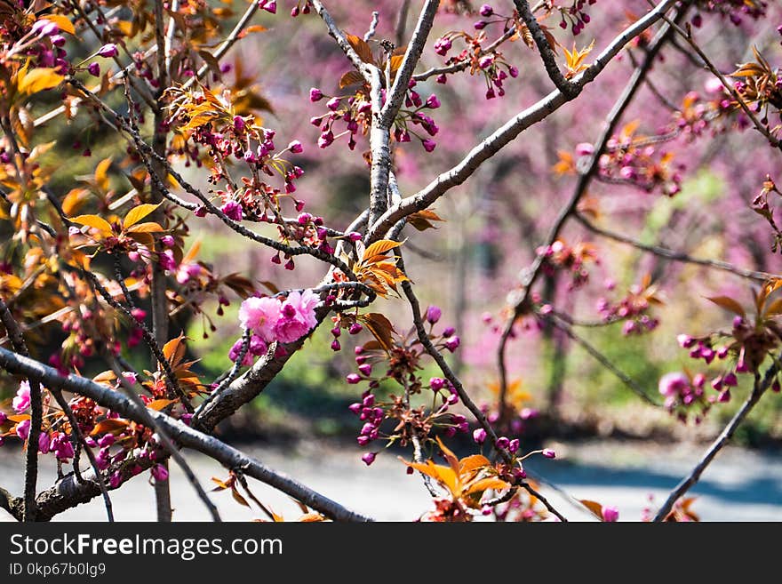 Branch, Blossom, Plant, Spring