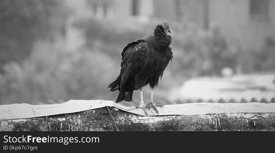 Black, Black And White, Beak, Fauna