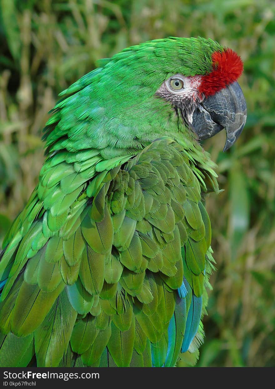 Bird, Beak, Parrot, Macaw