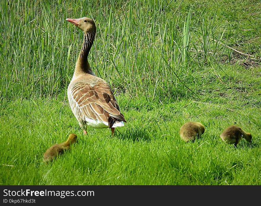 Bird, Ecosystem, Fauna, Goose