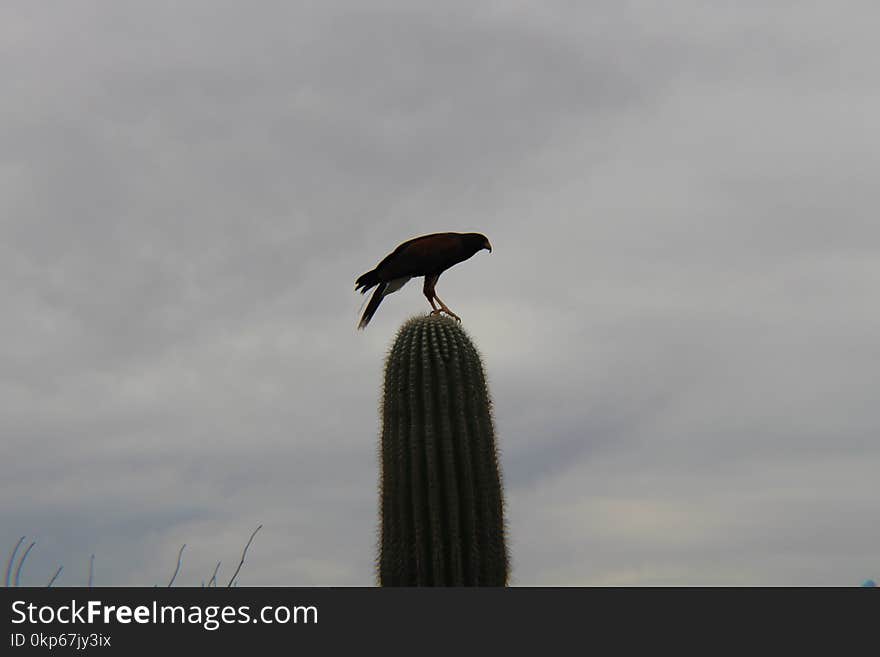 Bird, Sky, Beak, Fauna