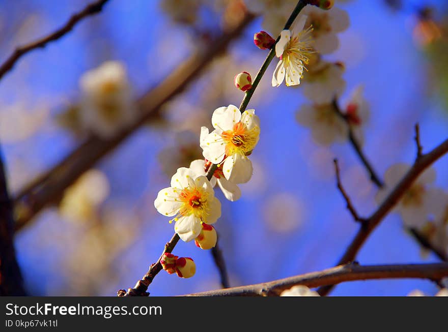 Blossom, Branch, Spring, Twig