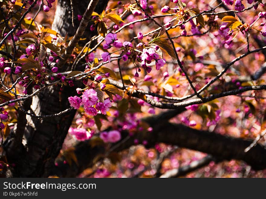 Blossom, Branch, Plant, Tree