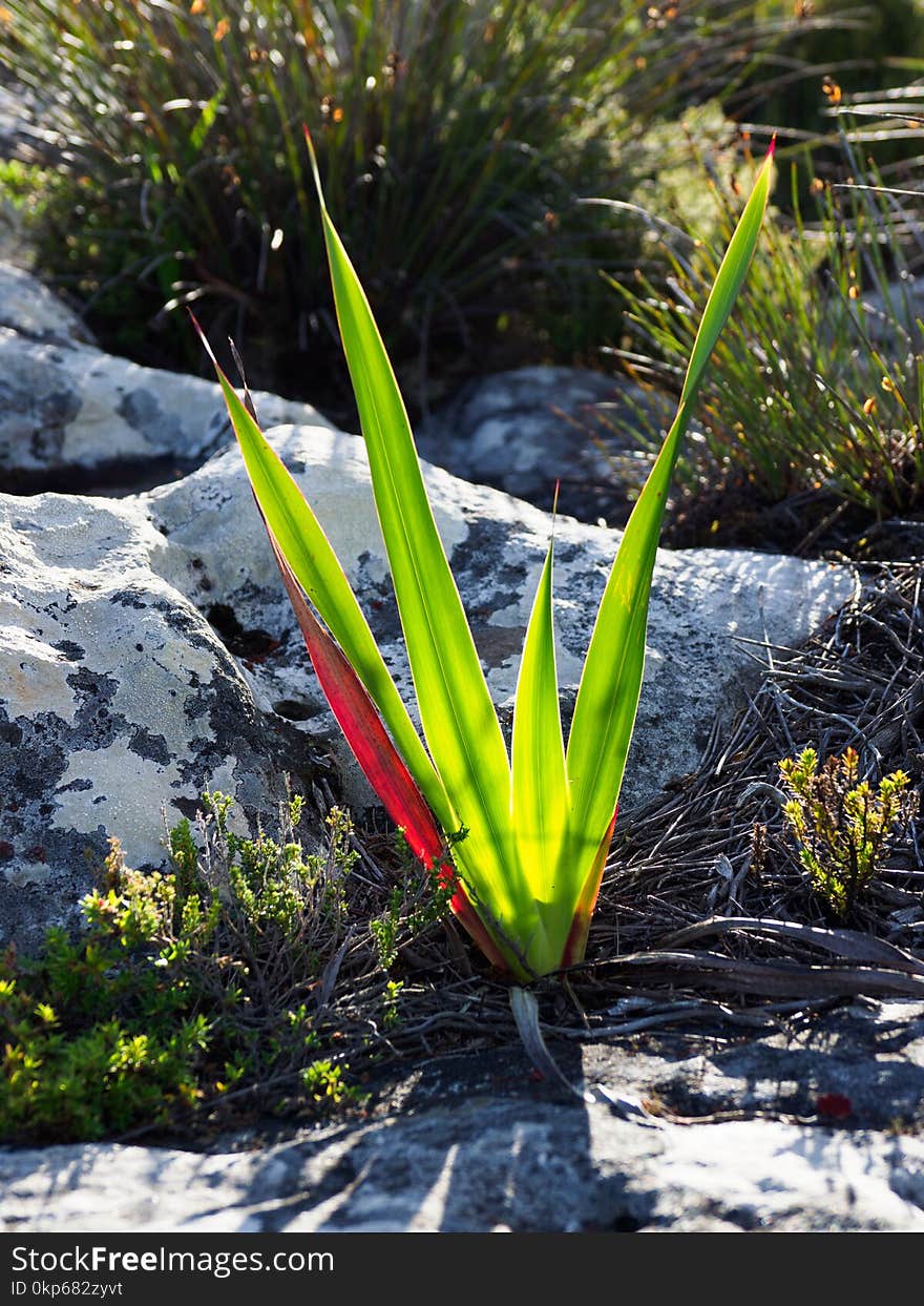 Plant, Flora, Leaf, Vegetation