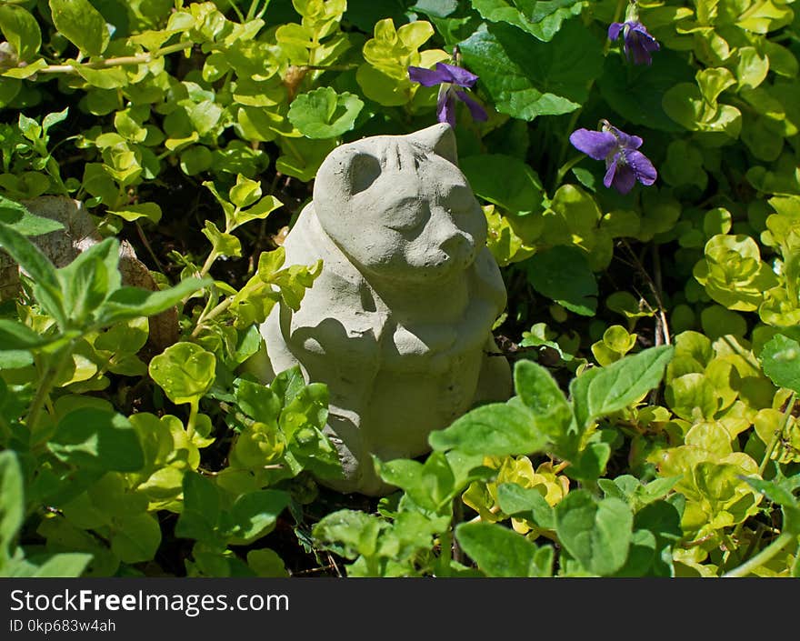 Plant, Flower, Leaf, Grass