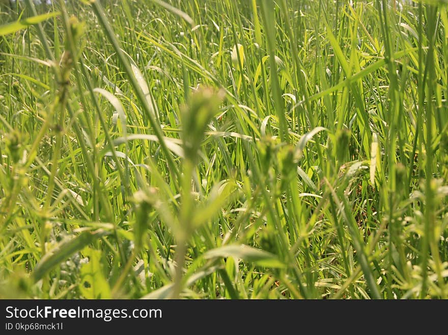 Crop, Agriculture, Vegetation, Grass