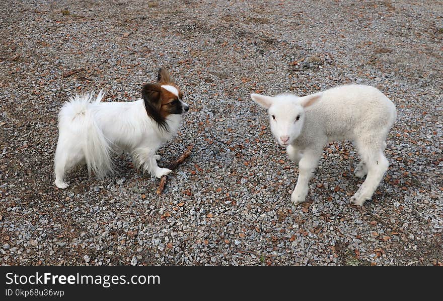 Goats, Goat, Dog Breed Group, Dog Breed