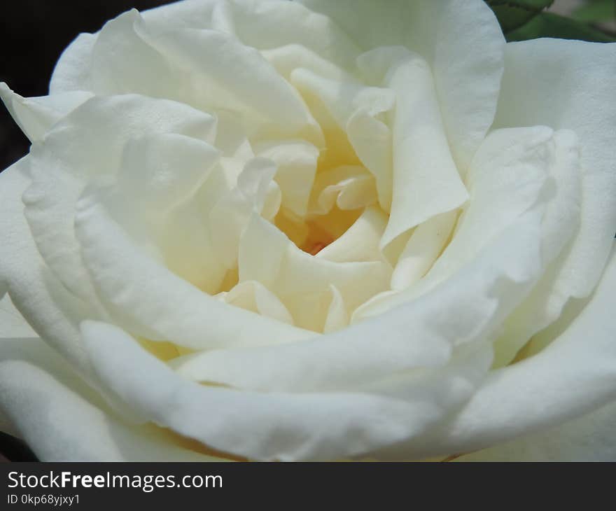 Flower, Rose, White, Rose Family