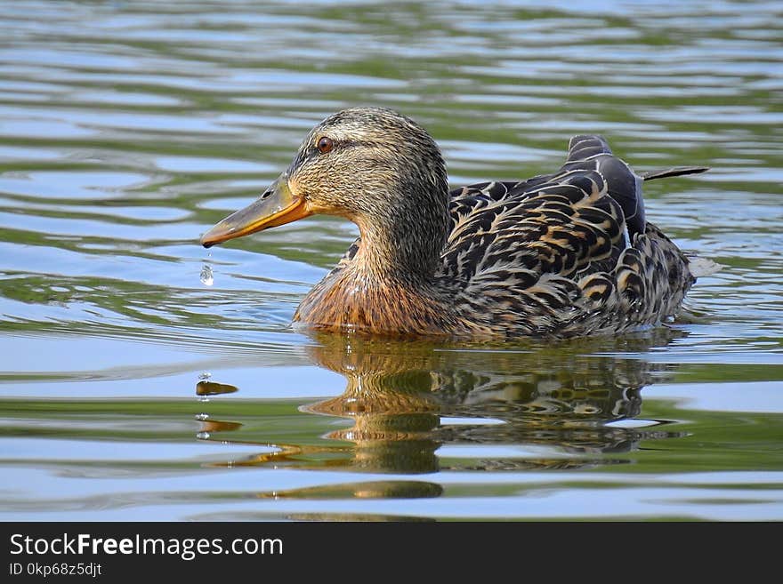 Bird, Duck, Mallard, Water Bird