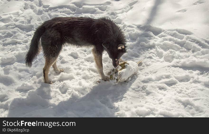 Dog Like Mammal, Dog Breed Group, Snow, Dog