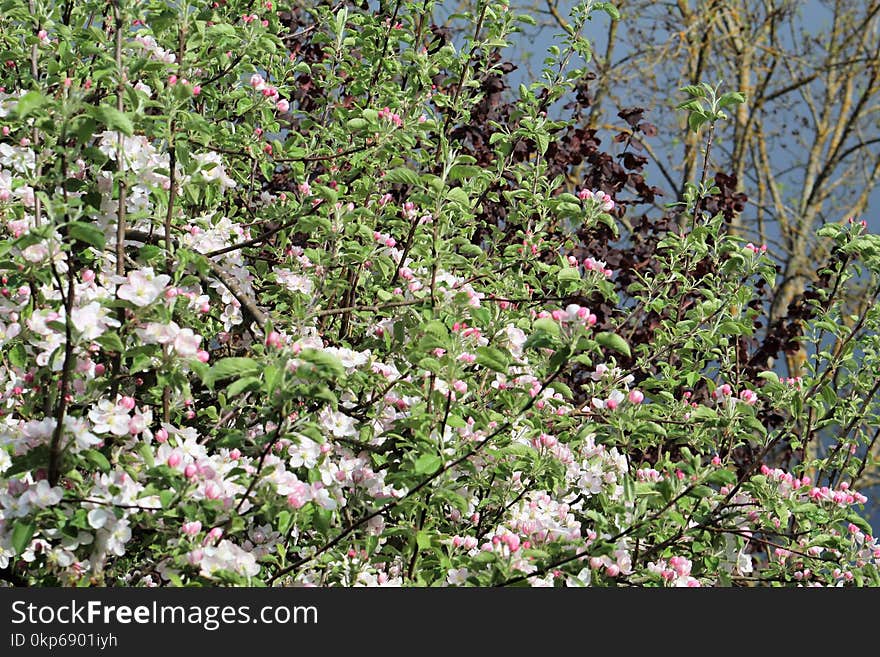 Plant, Vegetation, Flora, Flower