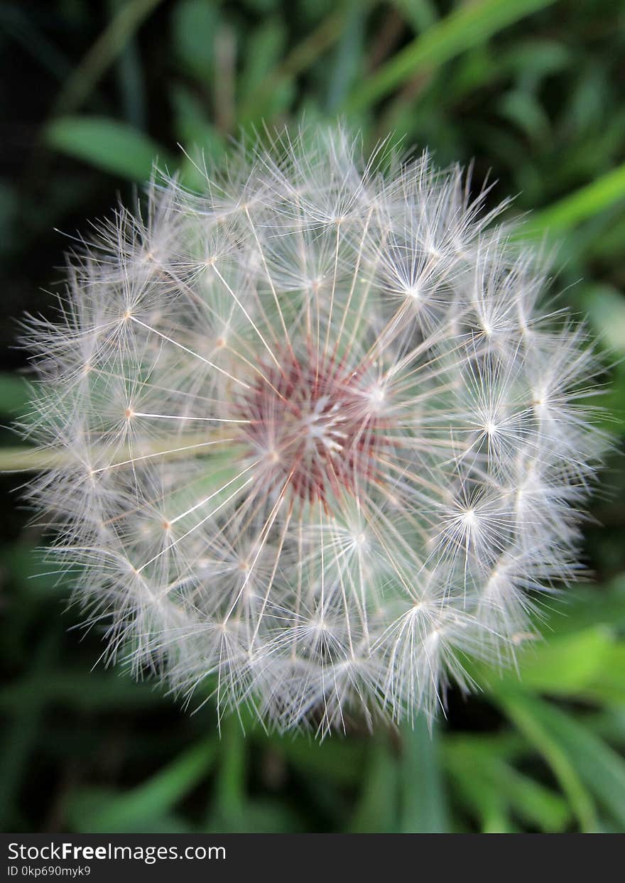 Flower, Plant, Flora, Dandelion