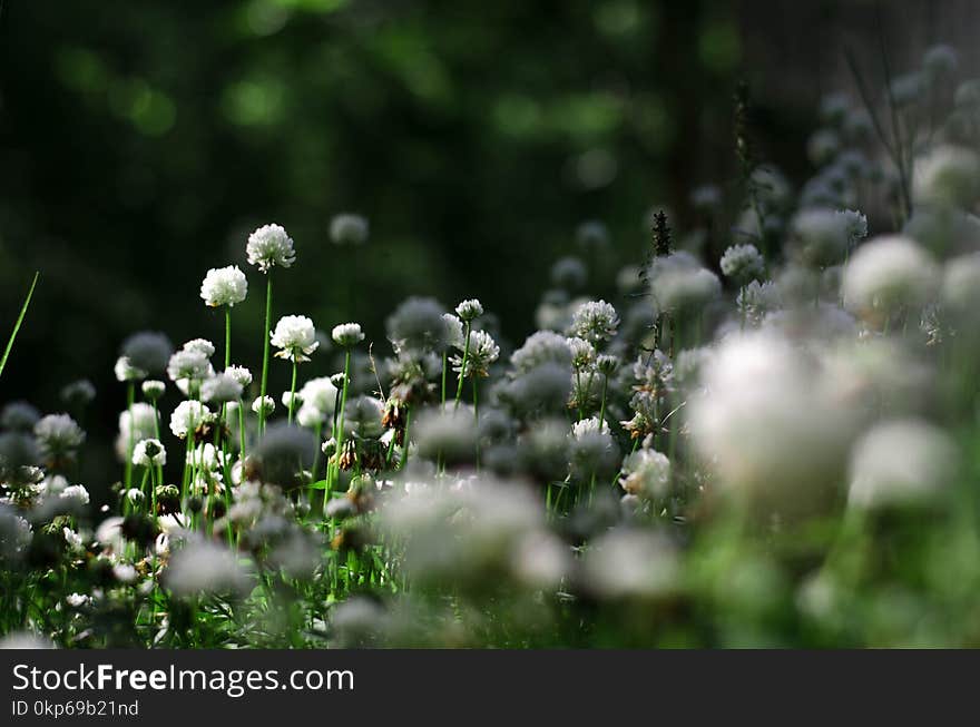 Flora, Vegetation, Plant, Flower