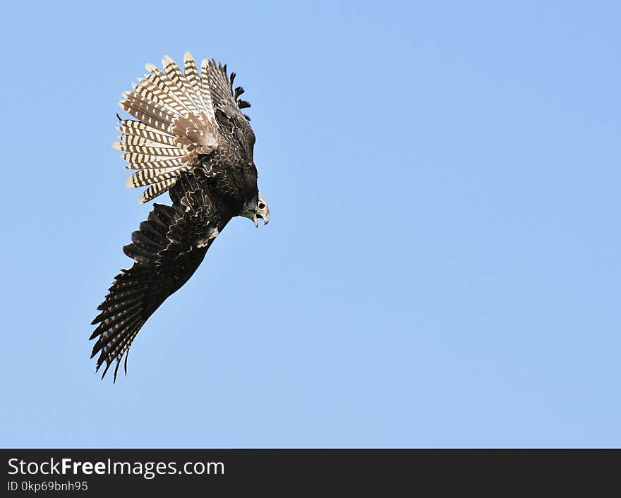 Bird, Sky, Bird Of Prey, Beak