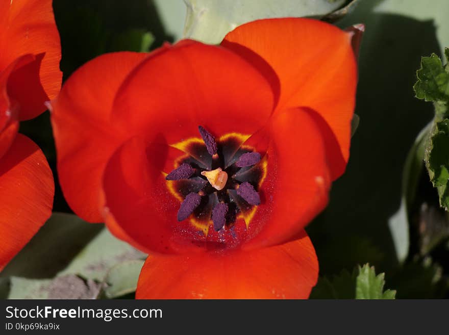 Flower, Flowering Plant, Plant, Orange