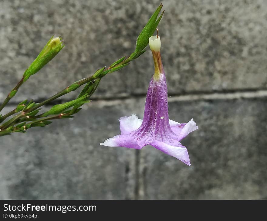 Plant, Flower, Flora, Flowering Plant