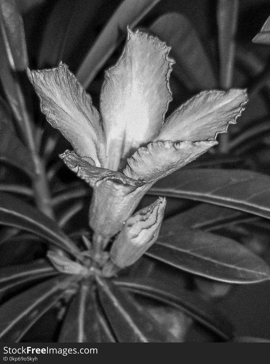 Black And White, Monochrome Photography, Plant, Flora