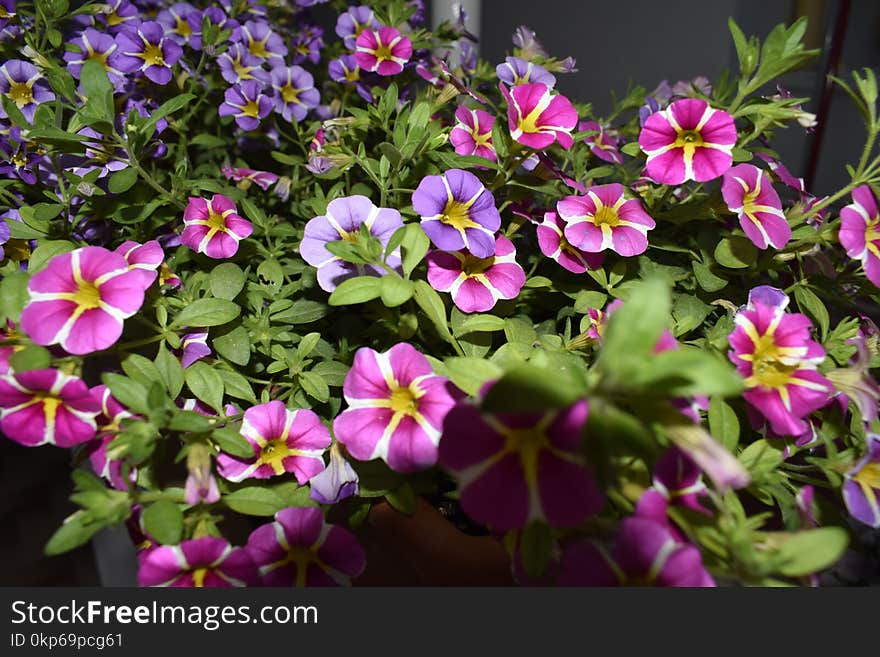 Flower, Plant, Flora, Purple