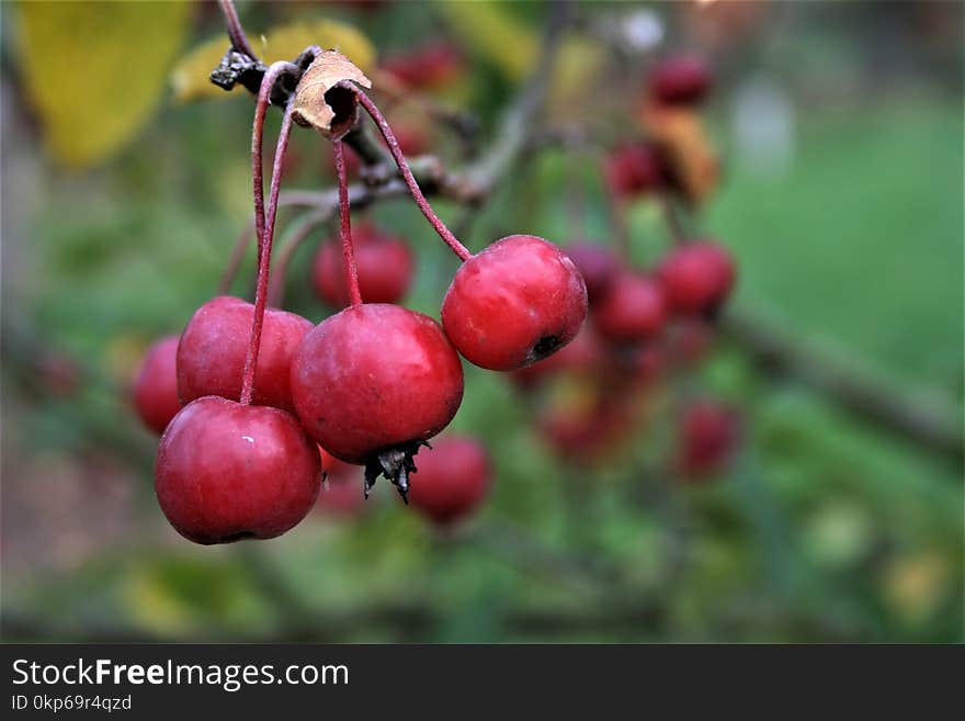 Fruit, Cherry, Berry, Rowan