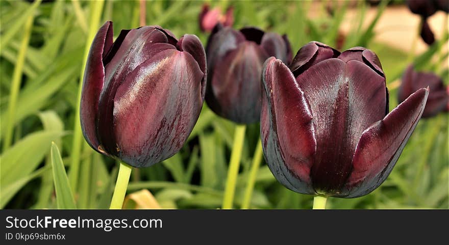 Flower, Tulip, Plant, Purple