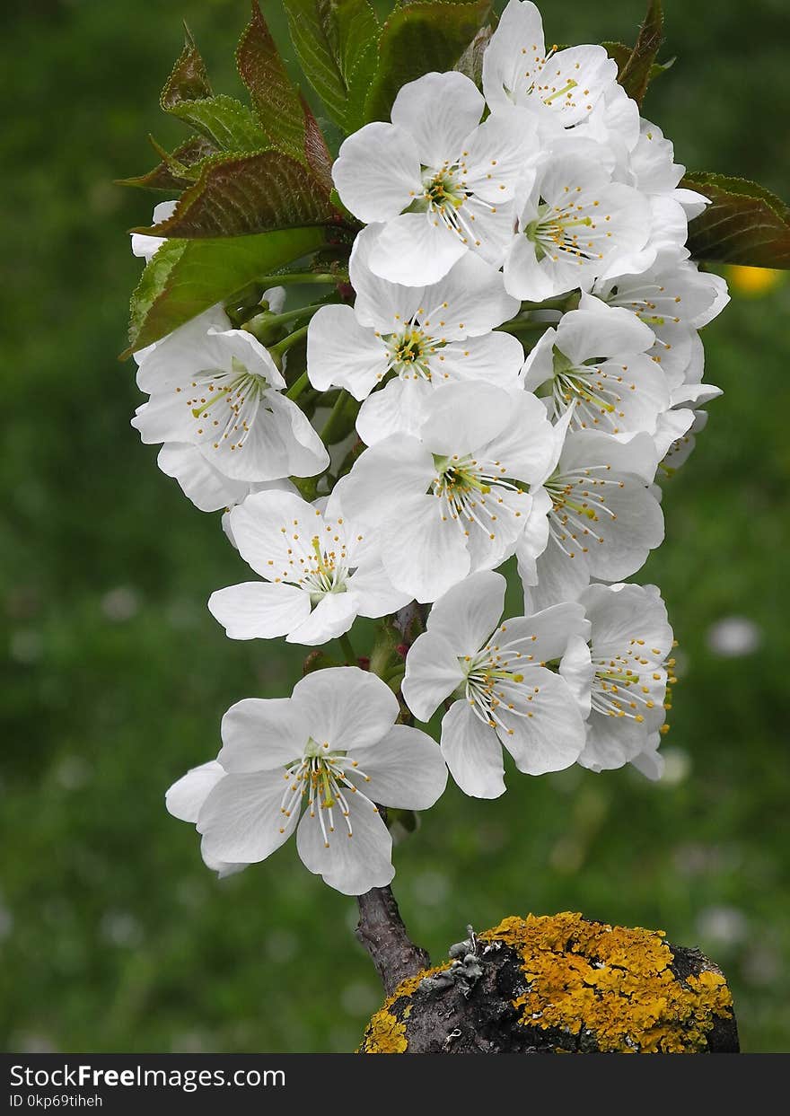 Flower, Blossom, Spring, Plant